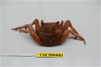 藏品(細紋方蟹)的圖片